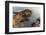 Dawn on Appledore Island, Maine. Isles of Shoals.-Jerry & Marcy Monkman-Framed Photographic Print