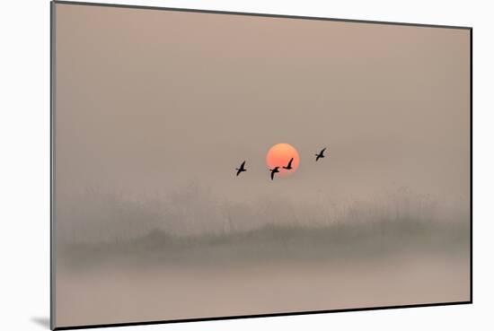 Dawn over the Marshland-Adrian Campfield-Mounted Photographic Print