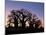 Dawn Sky Silhouettes from Grove of Ancient Baobab Trees, known as Baines' Baobabs, Botswana-Nigel Pavitt-Mounted Photographic Print
