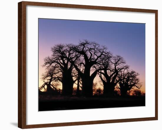 Dawn Sky Silhouettes from Grove of Ancient Baobab Trees, known as Baines' Baobabs, Botswana-Nigel Pavitt-Framed Photographic Print