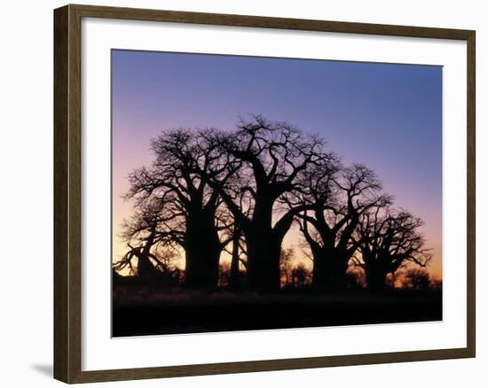 Dawn Sky Silhouettes from Grove of Ancient Baobab Trees, known as Baines' Baobabs, Botswana-Nigel Pavitt-Framed Photographic Print