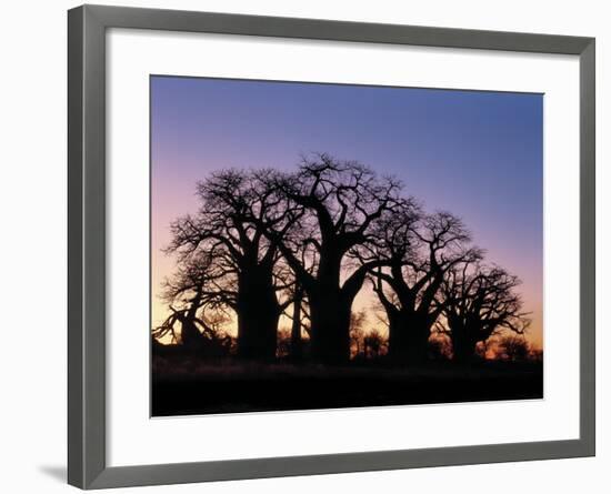 Dawn Sky Silhouettes from Grove of Ancient Baobab Trees, known as Baines' Baobabs, Botswana-Nigel Pavitt-Framed Photographic Print