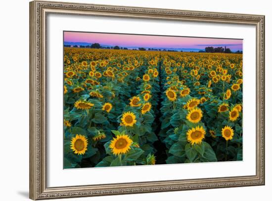 Dawn Sunflowers-John Gavrilis-Framed Premium Photographic Print