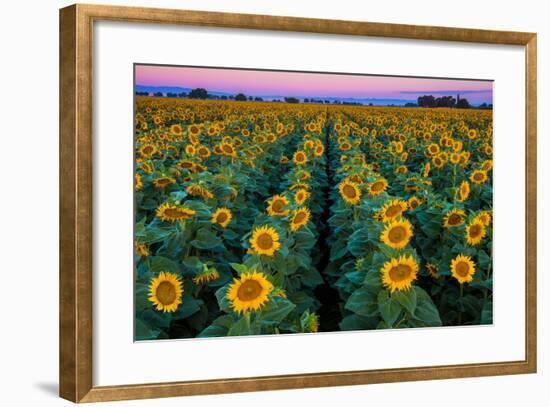 Dawn Sunflowers-John Gavrilis-Framed Premium Photographic Print