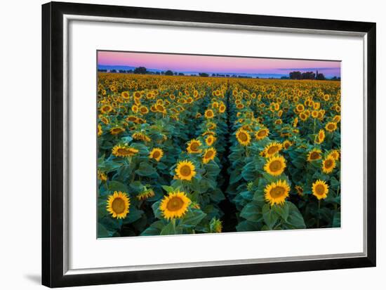 Dawn Sunflowers-John Gavrilis-Framed Premium Photographic Print