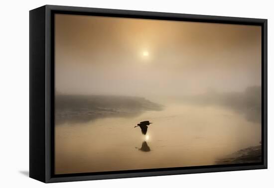 Dawn Swoop-Adrian Campfield-Framed Premier Image Canvas