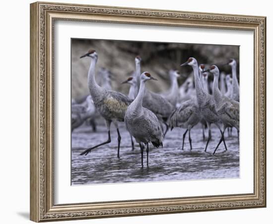 Dawning on the Platte-Wink Gaines-Framed Giclee Print