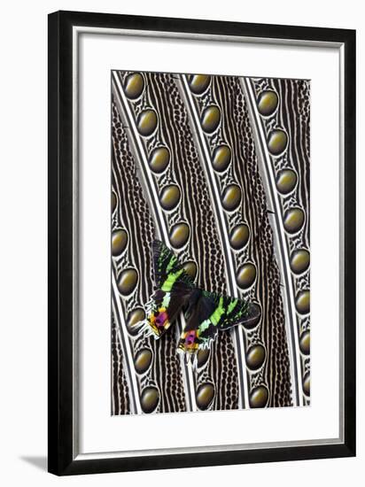 Day-Flying Moth, Madagascan Sunset Moth on Argus Pheasant Design-Darrell Gulin-Framed Photographic Print