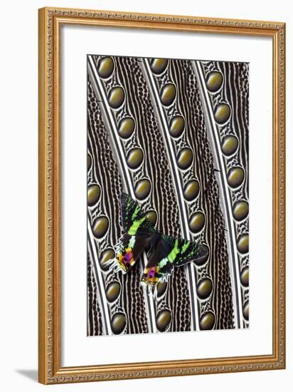 Day-Flying Moth, Madagascan Sunset Moth on Argus Pheasant Design-Darrell Gulin-Framed Photographic Print