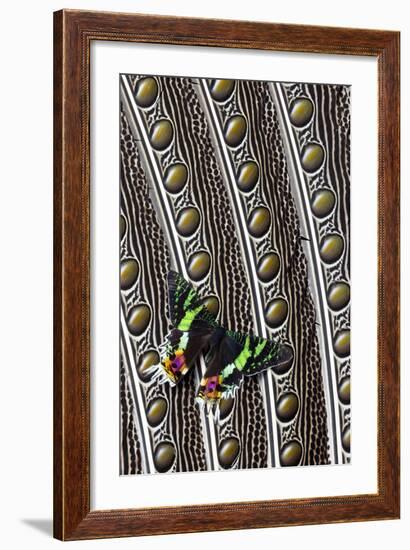 Day-Flying Moth, Madagascan Sunset Moth on Argus Pheasant Design-Darrell Gulin-Framed Photographic Print