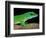Day Gecko, Ankarana Special Reserve, Madagascar-Pete Oxford-Framed Photographic Print