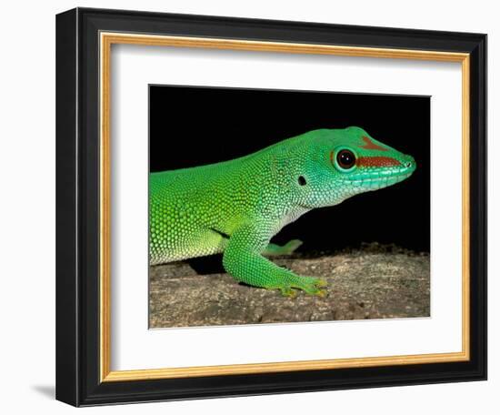 Day Gecko, Ankarana Special Reserve, Madagascar-Pete Oxford-Framed Photographic Print