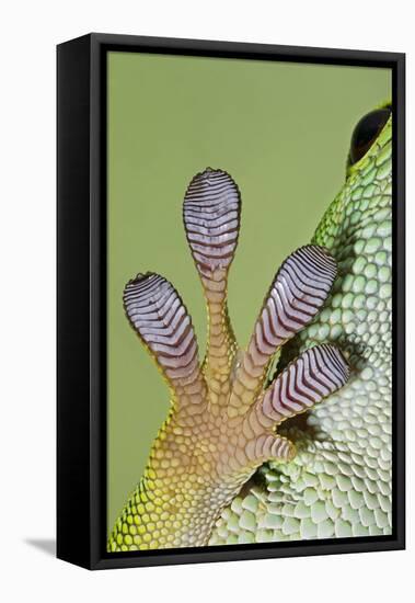 Day Gecko Close Up of Foot-null-Framed Premier Image Canvas