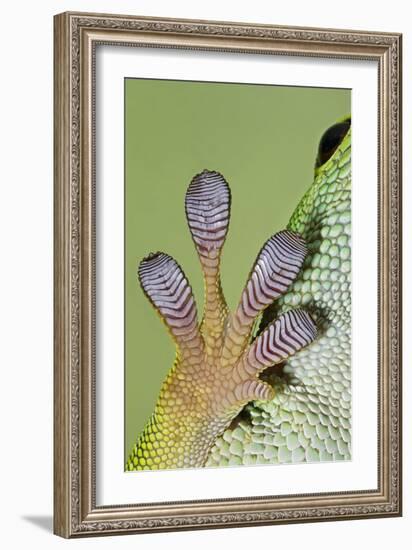 Day Gecko Close Up of Foot-null-Framed Photographic Print