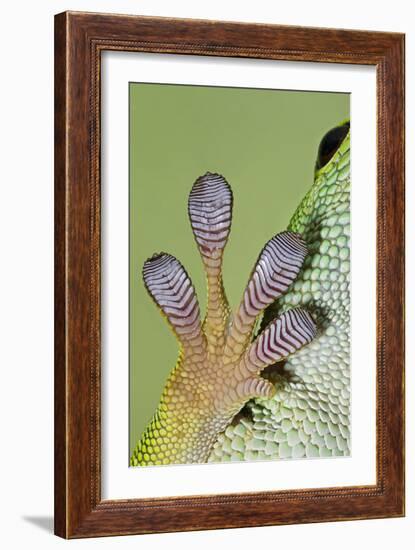 Day Gecko Close Up of Foot-null-Framed Photographic Print