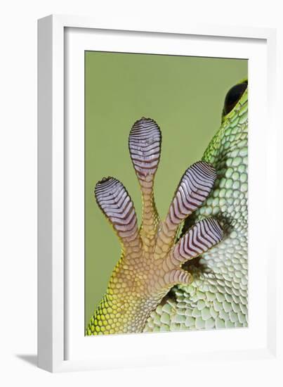 Day Gecko Close Up of Foot-null-Framed Photographic Print