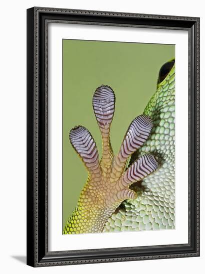 Day Gecko Close Up of Foot-null-Framed Photographic Print