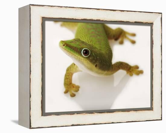 Day Gecko-Martin Harvey-Framed Premier Image Canvas