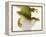 Day Gecko-Martin Harvey-Framed Premier Image Canvas