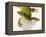 Day Gecko-Martin Harvey-Framed Premier Image Canvas