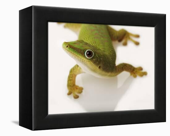 Day Gecko-Martin Harvey-Framed Premier Image Canvas