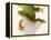 Day Gecko-Martin Harvey-Framed Premier Image Canvas