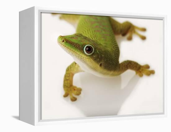 Day Gecko-Martin Harvey-Framed Premier Image Canvas