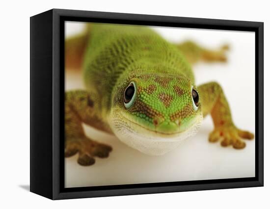 Day Gecko-Martin Harvey-Framed Premier Image Canvas