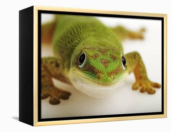 Day Gecko-Martin Harvey-Framed Premier Image Canvas