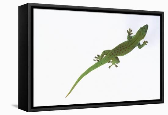 Day Gecko-DLILLC-Framed Premier Image Canvas