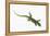 Day Gecko-DLILLC-Framed Premier Image Canvas