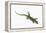 Day Gecko-DLILLC-Framed Premier Image Canvas