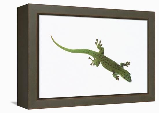 Day Gecko-DLILLC-Framed Premier Image Canvas