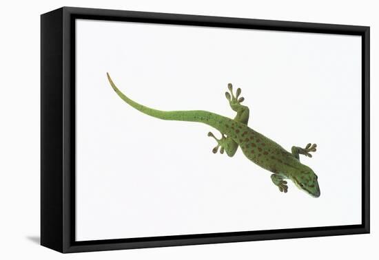 Day Gecko-DLILLC-Framed Premier Image Canvas