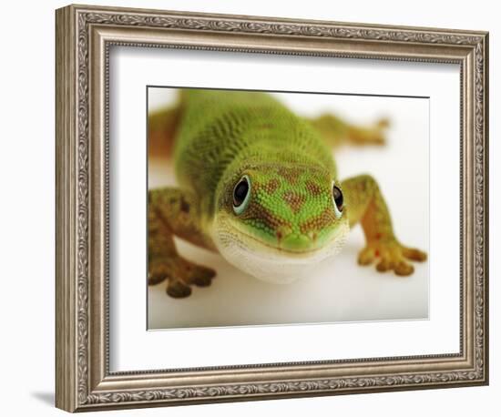 Day Gecko-Martin Harvey-Framed Photographic Print