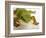 Day Gecko-Martin Harvey-Framed Photographic Print