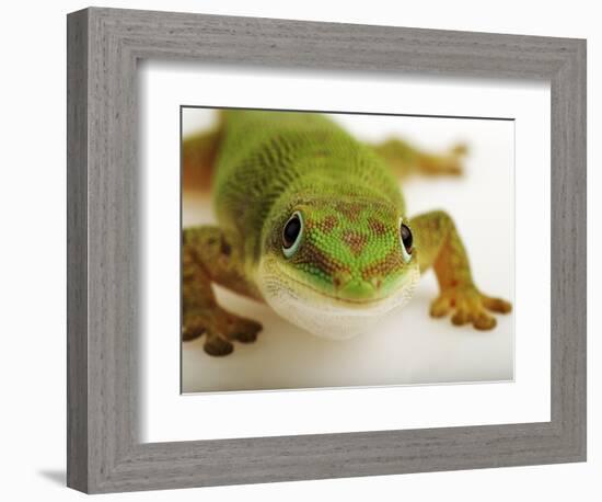 Day Gecko-Martin Harvey-Framed Photographic Print