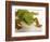 Day Gecko-Martin Harvey-Framed Photographic Print