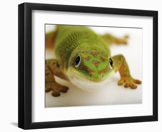 Day Gecko-Martin Harvey-Framed Photographic Print