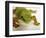 Day Gecko-Martin Harvey-Framed Photographic Print