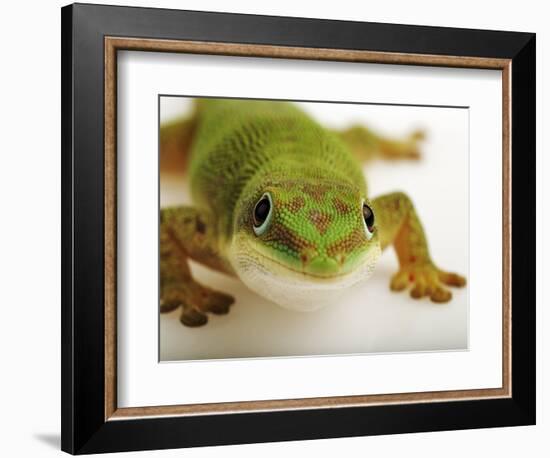 Day Gecko-Martin Harvey-Framed Photographic Print