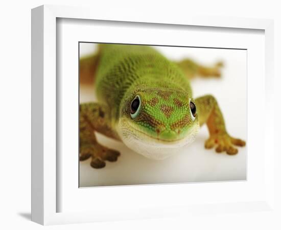 Day Gecko-Martin Harvey-Framed Photographic Print