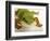 Day Gecko-Martin Harvey-Framed Photographic Print