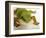 Day Gecko-Martin Harvey-Framed Photographic Print