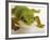 Day Gecko-Martin Harvey-Framed Photographic Print