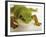 Day Gecko-Martin Harvey-Framed Photographic Print