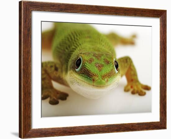 Day Gecko-Martin Harvey-Framed Photographic Print