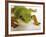 Day Gecko-Martin Harvey-Framed Photographic Print