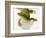 Day Gecko-Martin Harvey-Framed Photographic Print