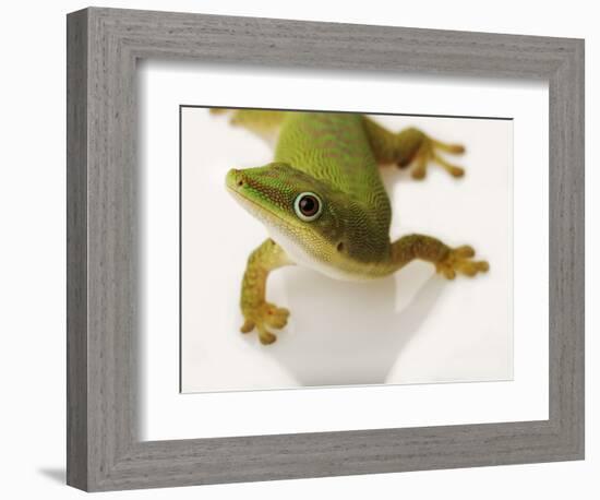 Day Gecko-Martin Harvey-Framed Photographic Print